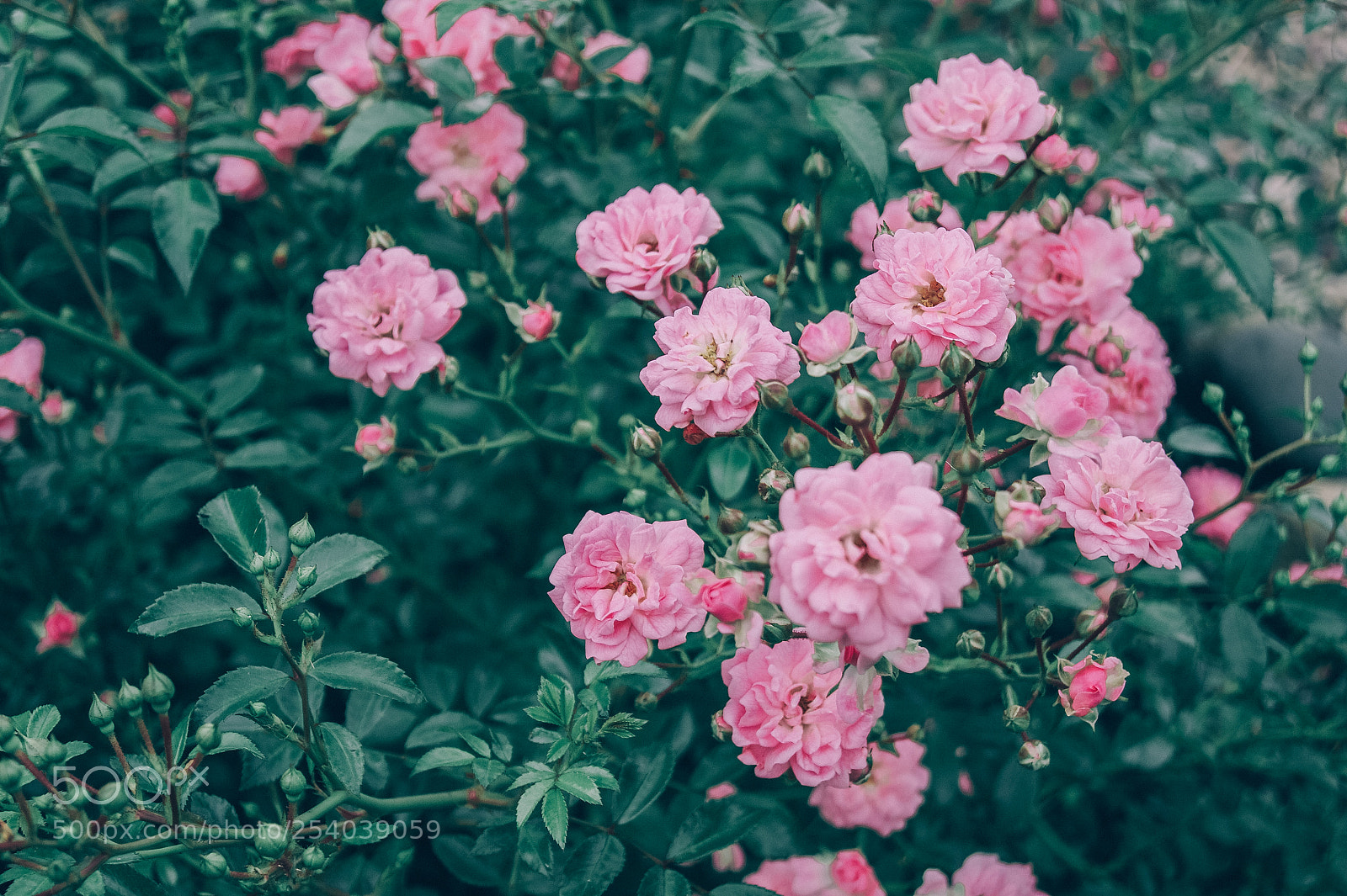 Sony Alpha DSLR-A290 sample photo. Flower perfection photography