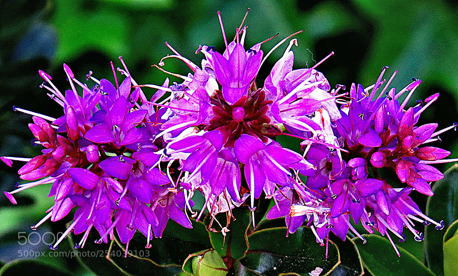 Canon PowerShot SX50 HS sample photo. Three purple flowers photography