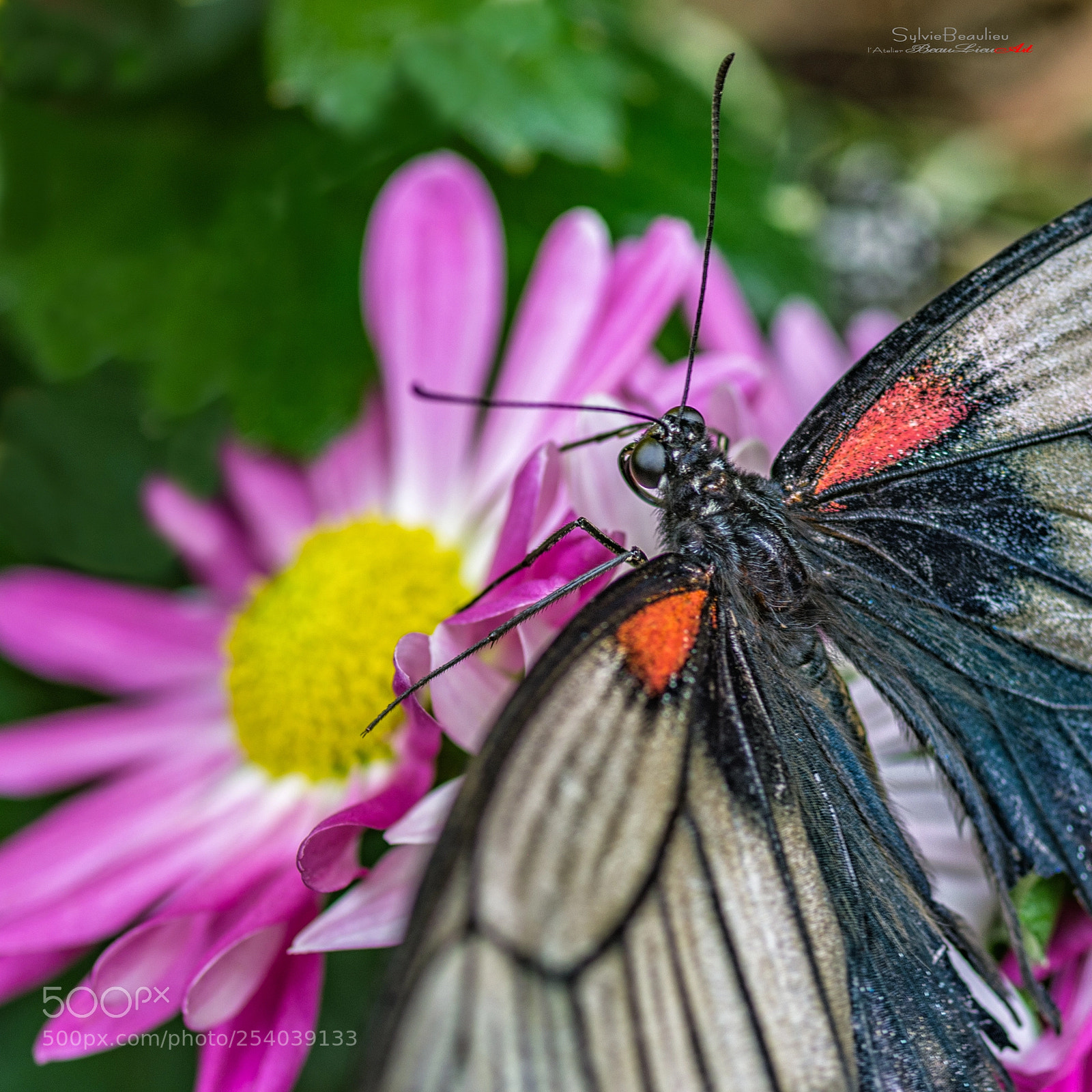 Pentax K-5 sample photo. Nectar imgp photography
