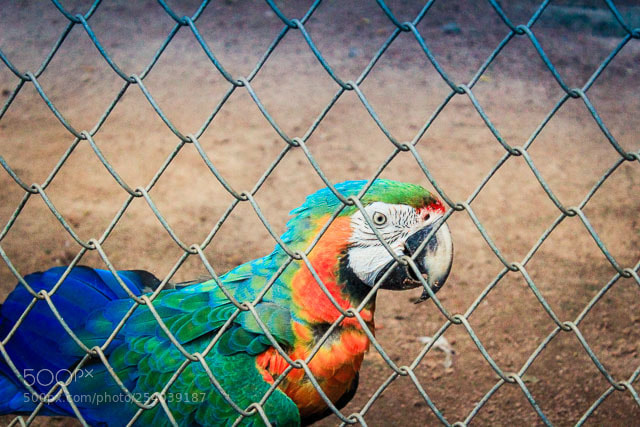 Canon EOS 1200D (EOS Rebel T5 / EOS Kiss X70 / EOS Hi) sample photo. Parrot photography