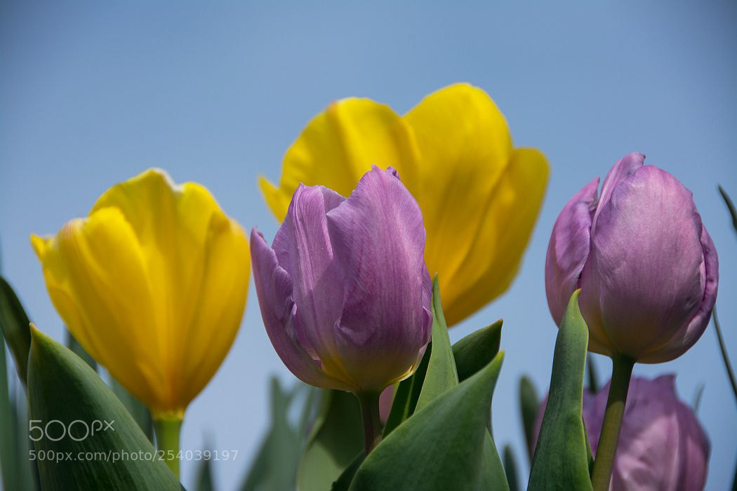 Nikon D7100 sample photo. Tulips photography