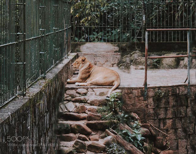 Canon EOS 1200D (EOS Rebel T5 / EOS Kiss X70 / EOS Hi) sample photo. Lion photography