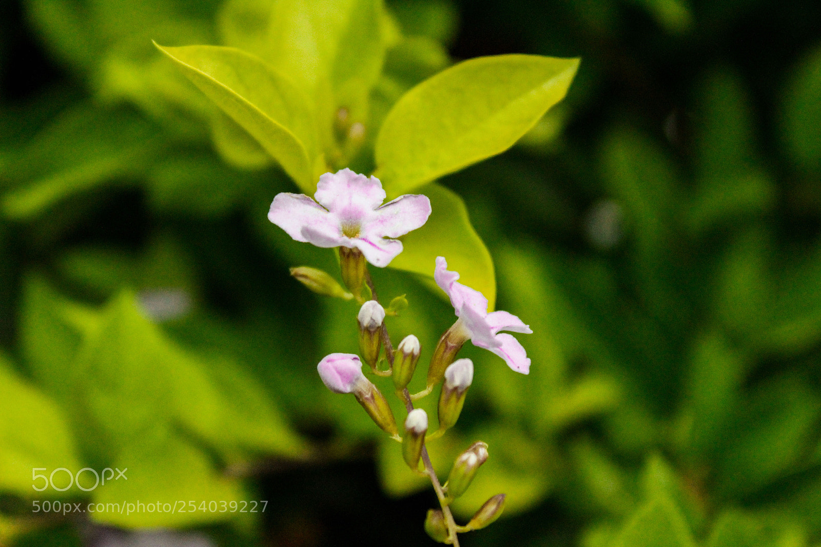Canon EOS 1200D (EOS Rebel T5 / EOS Kiss X70 / EOS Hi) sample photo. Little flower photography