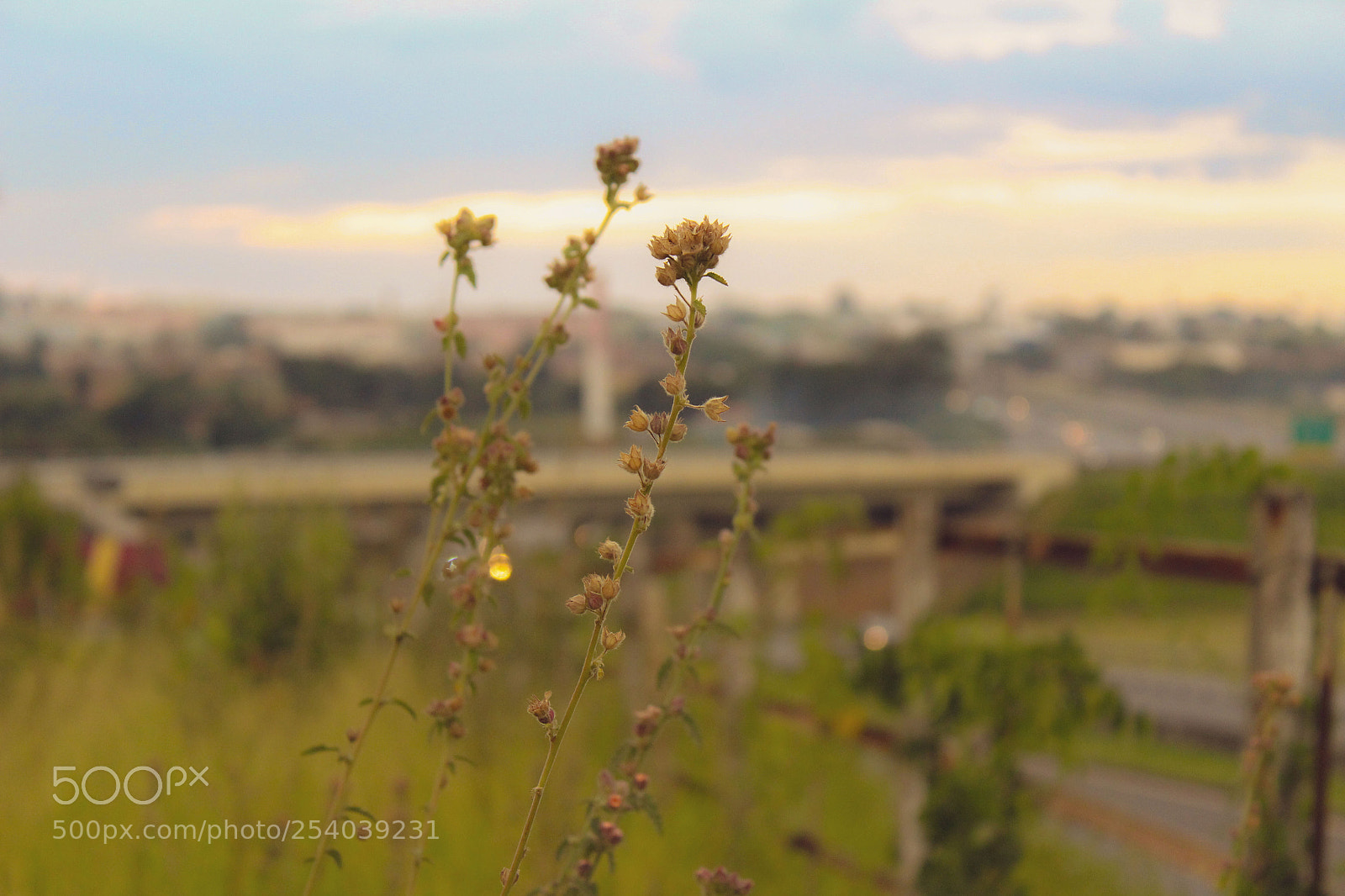 Canon EOS 1200D (EOS Rebel T5 / EOS Kiss X70 / EOS Hi) sample photo. Sunset flower photography
