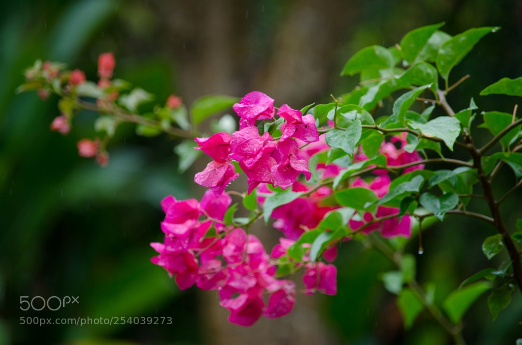 Nikon D5100 sample photo. Untitled photography