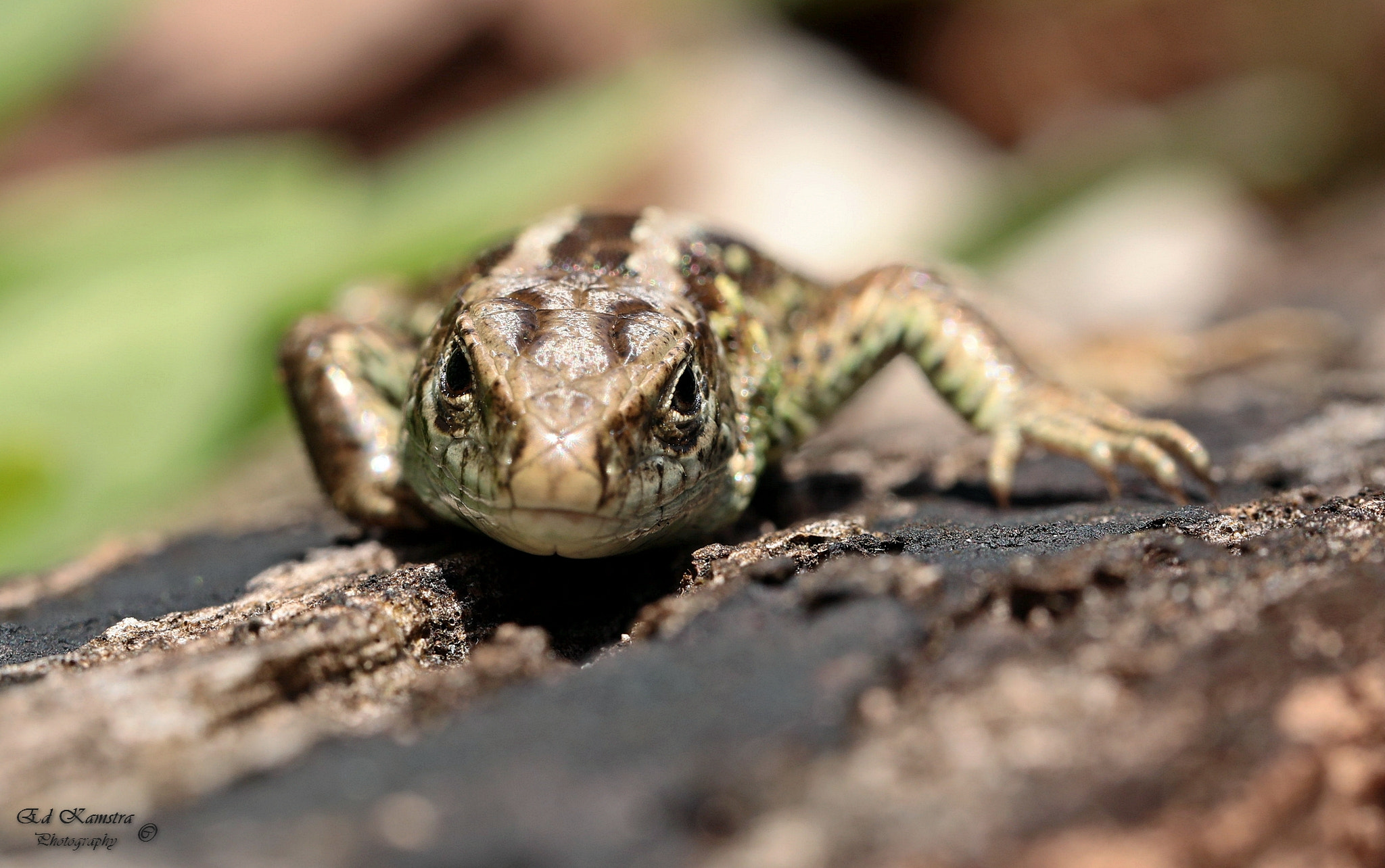 Canon EF 100mm F2.8L Macro IS USM sample photo. Sand lizard photography