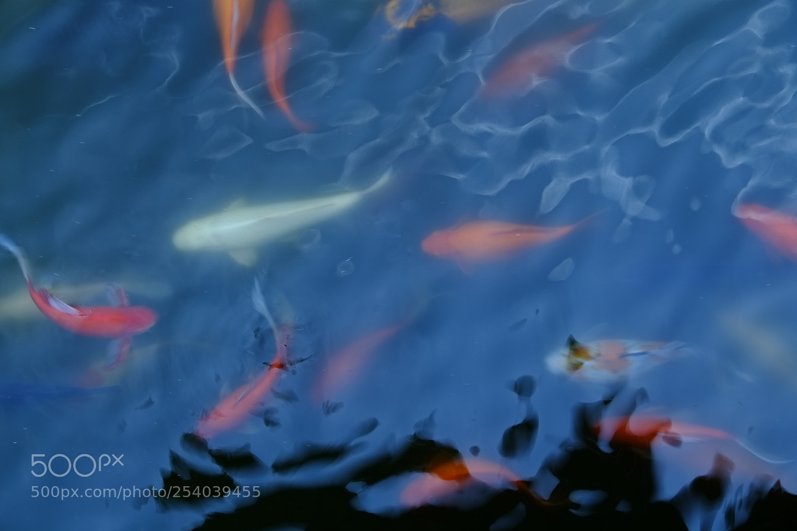 Fujifilm X-Pro1 sample photo. Psbtuztqa photography