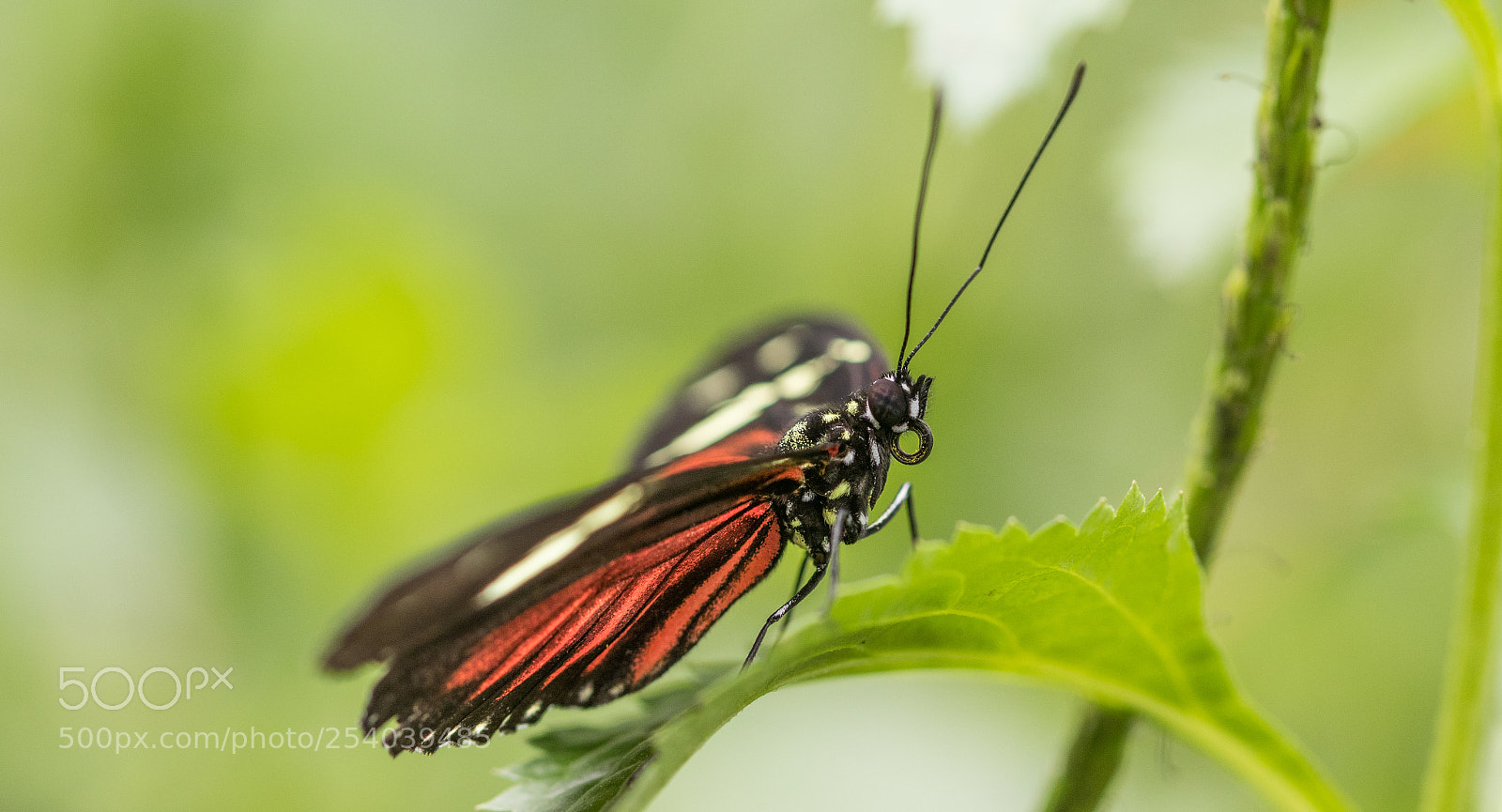 Canon EOS 80D sample photo. Butterfly photography