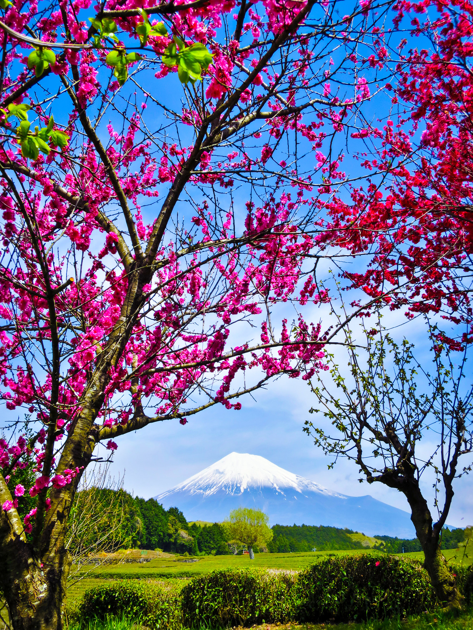Canon PowerShot S120 sample photo. Mt. fuji from tea plantation with peach blossoms photography