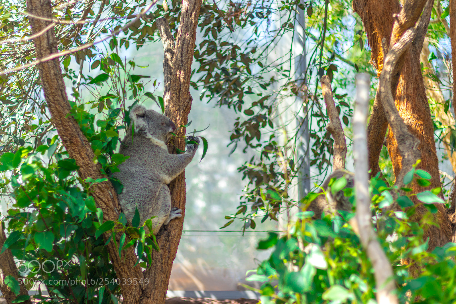 Canon EOS 800D (EOS Rebel T7i / EOS Kiss X9i) sample photo. Koala photography