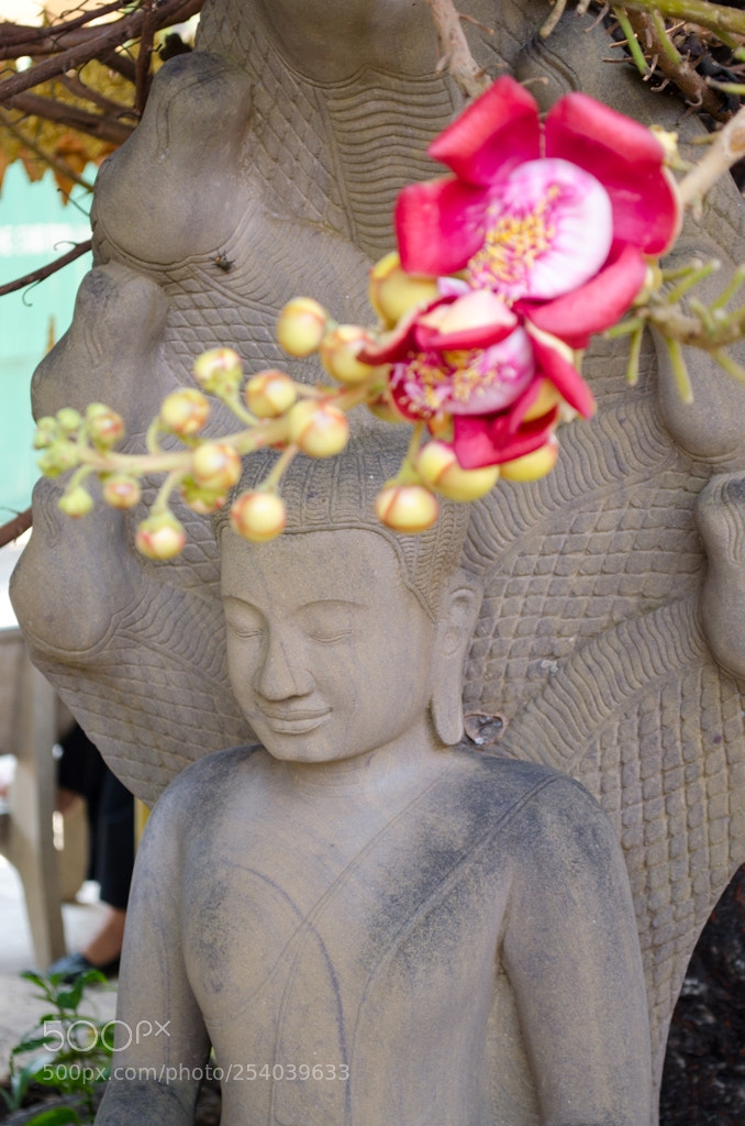 Nikon D5100 sample photo. Untitled photography