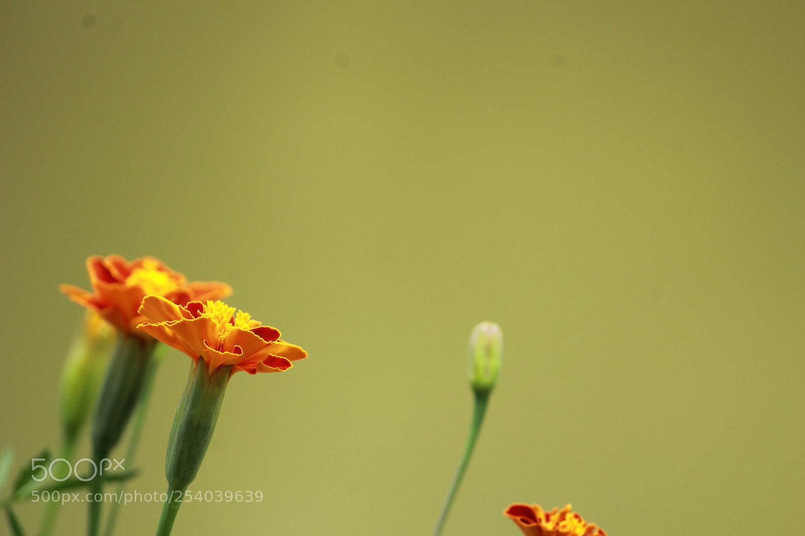 Canon EF-S 55-250mm F4-5.6 IS II sample photo. Untitled photography