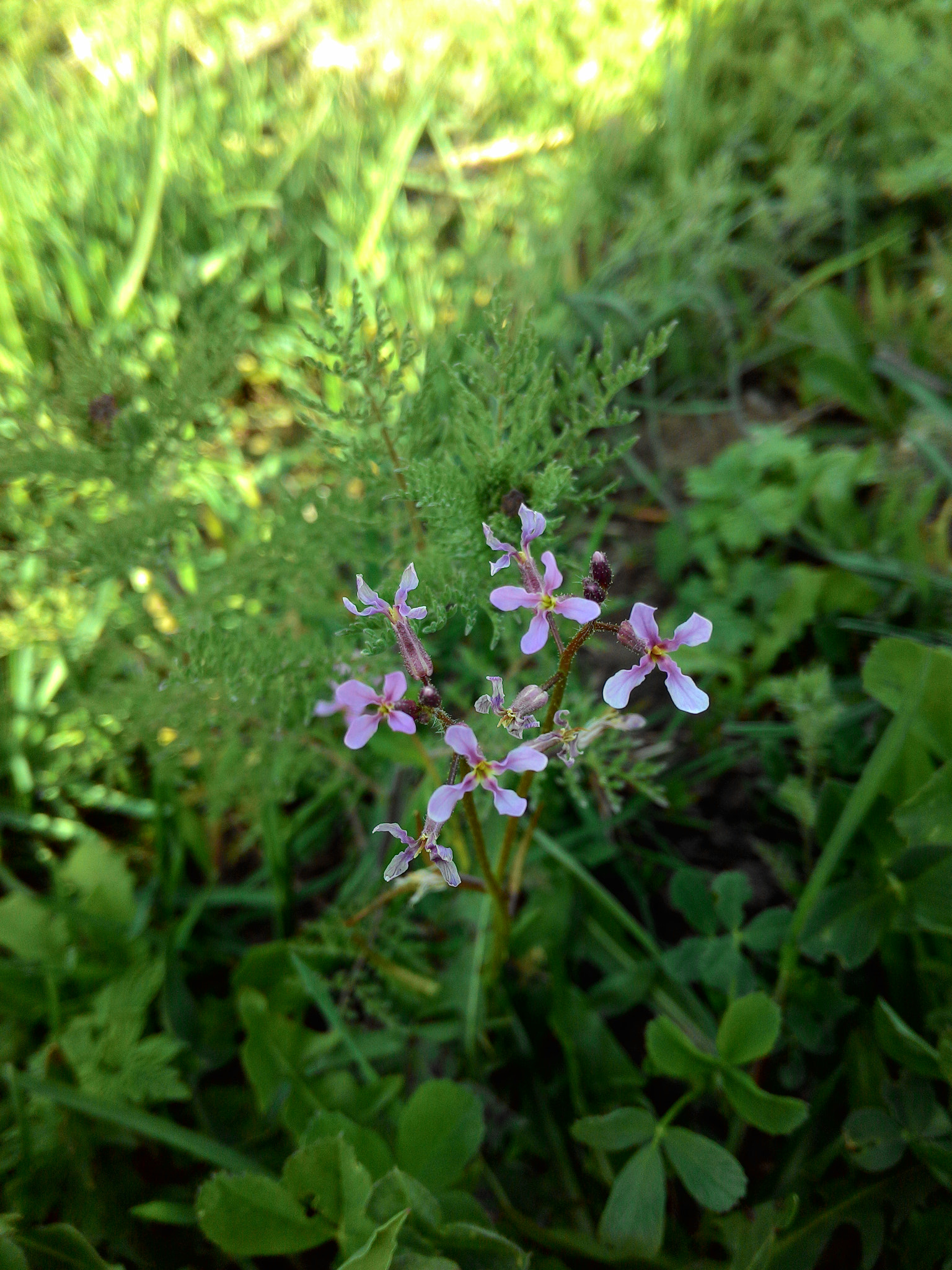 ASUS Z002 sample photo. An unknown flower) photography