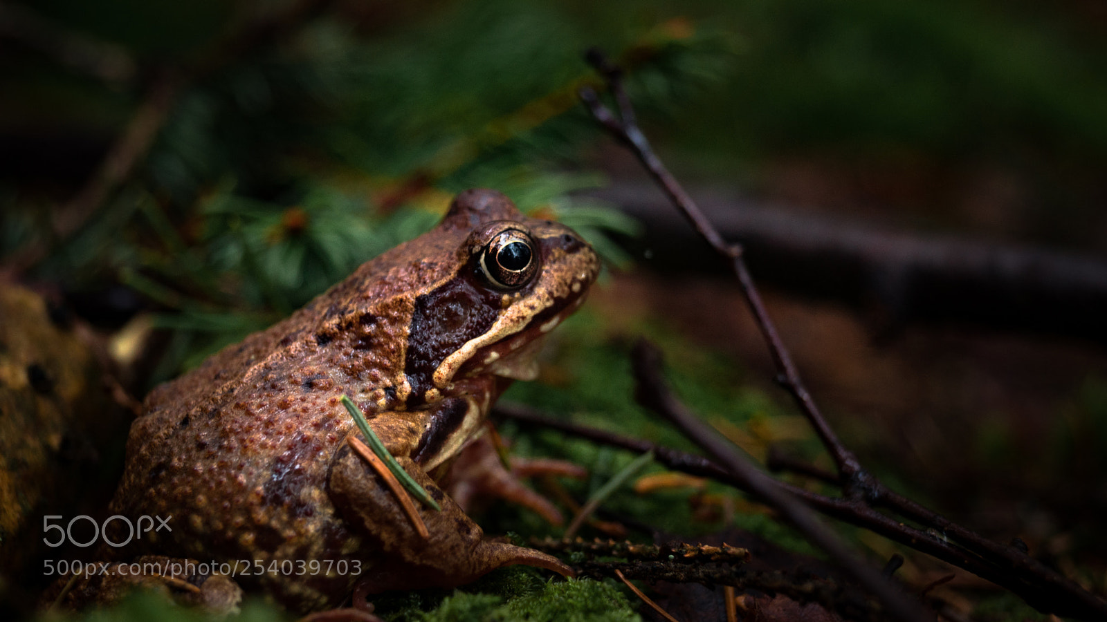 Sony SLT-A68 sample photo. An unexpected friend photography