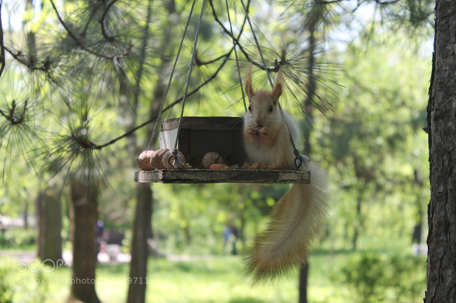 Canon EOS 1100D (EOS Rebel T3 / EOS Kiss X50) sample photo. Squirrel photography