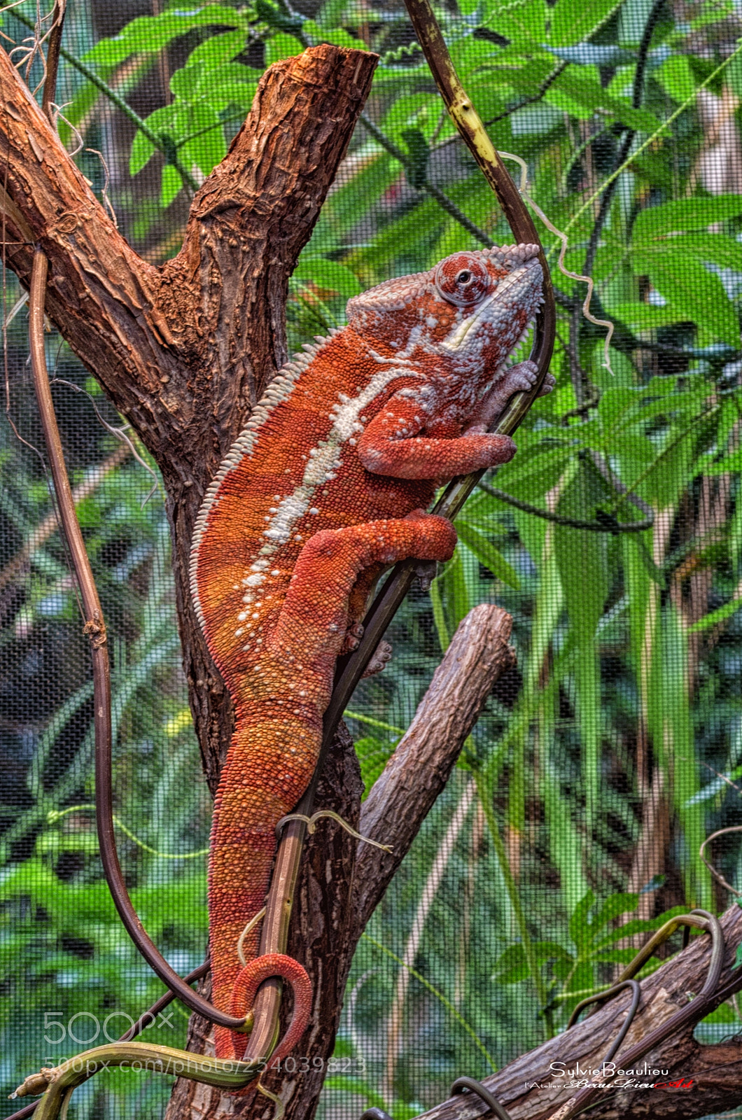 Pentax K-5 sample photo. L'humeur a une couleur photography