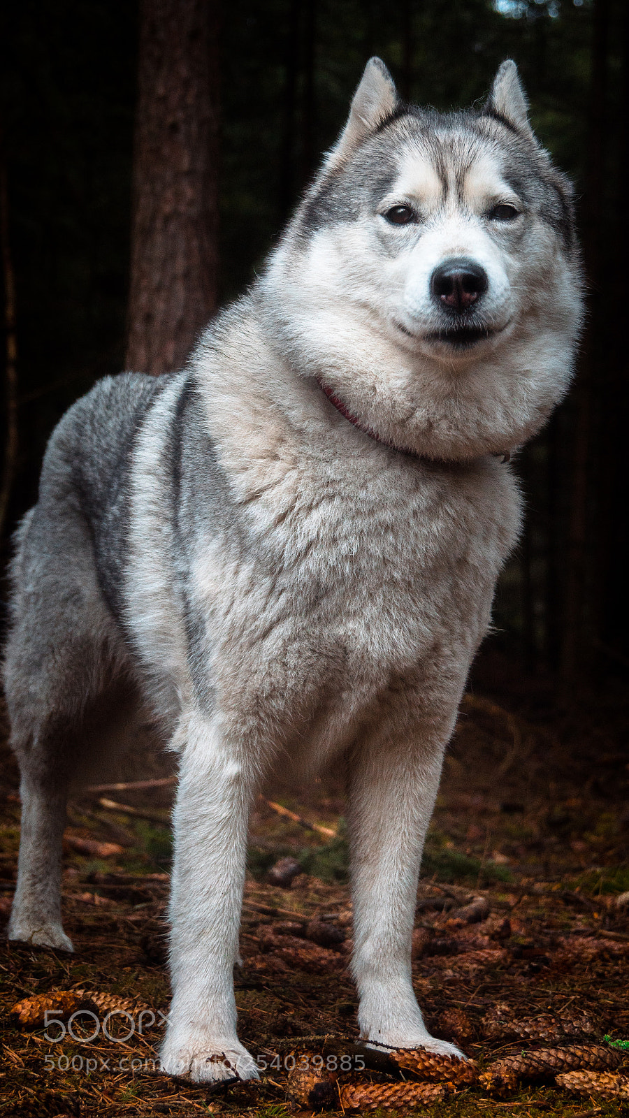 Sony SLT-A68 sample photo. Charisma photography