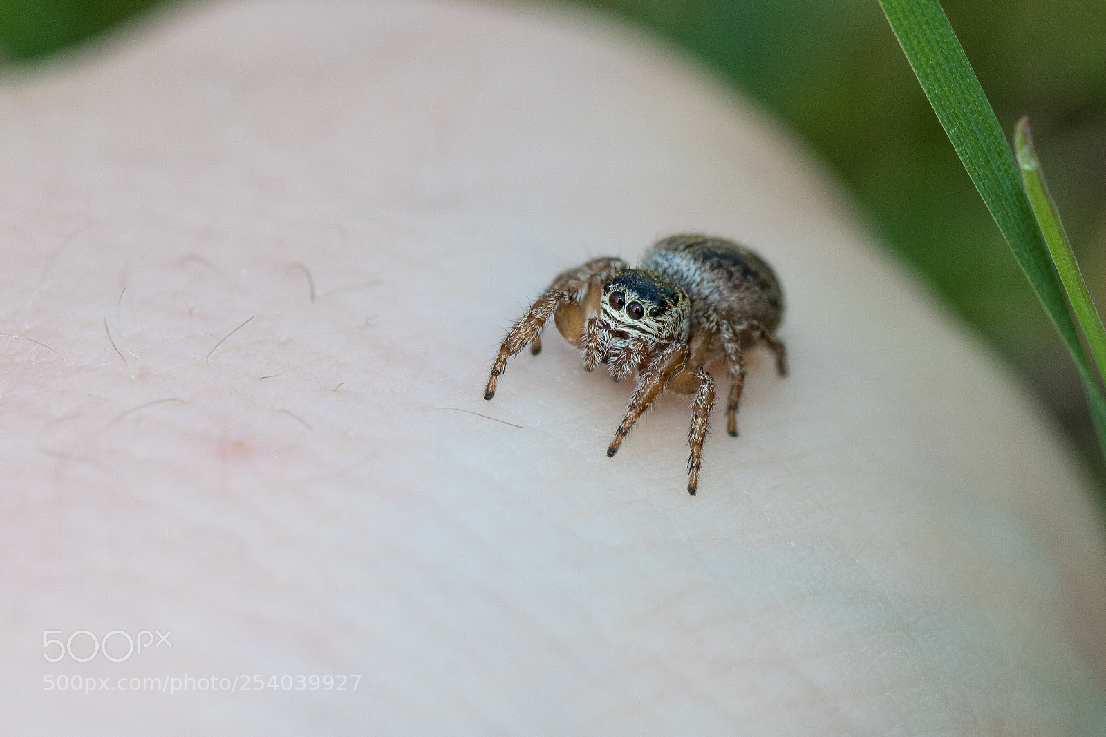 Canon EOS 750D (EOS Rebel T6i / EOS Kiss X8i) sample photo. Jumping spider on my photography