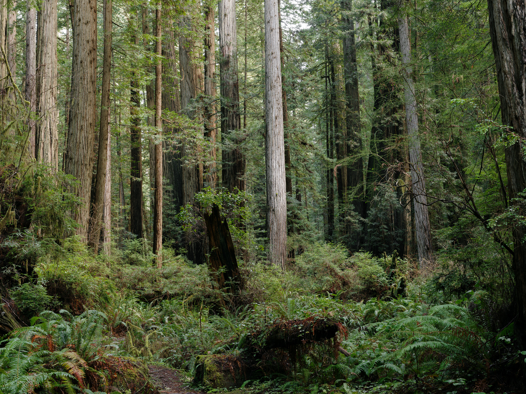 Pentax 645Z sample photo. Coast redwoods, prairie creek photography