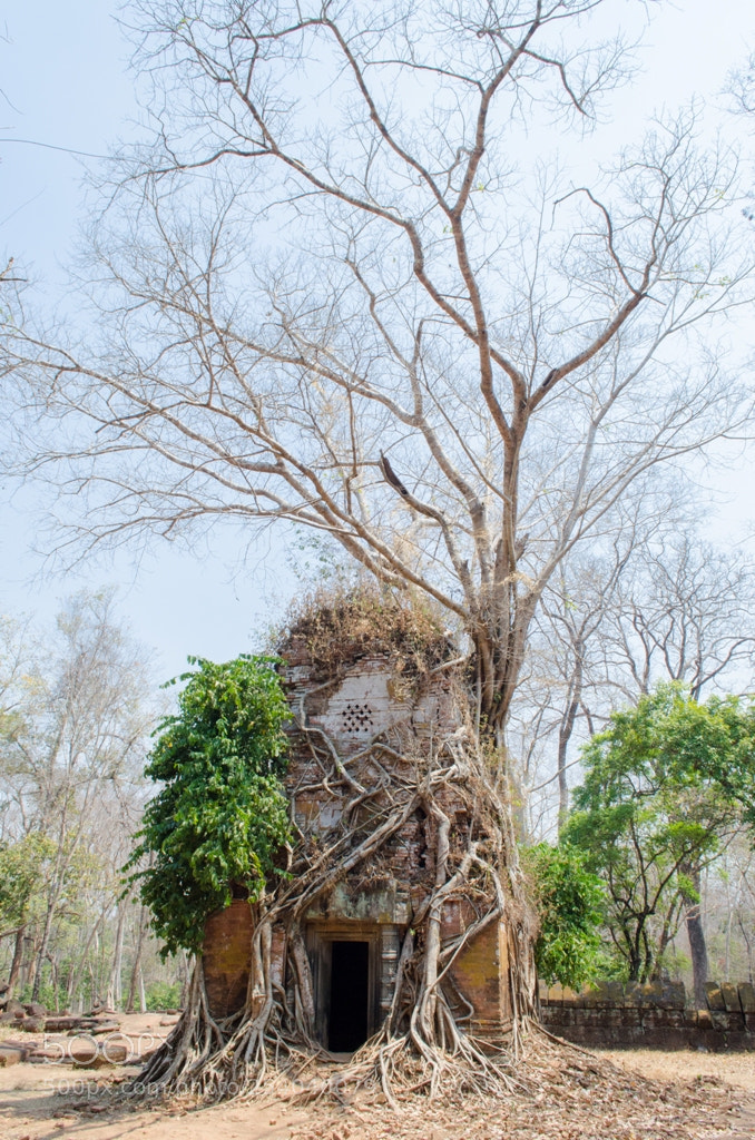 Nikon D5100 sample photo. Untitled photography