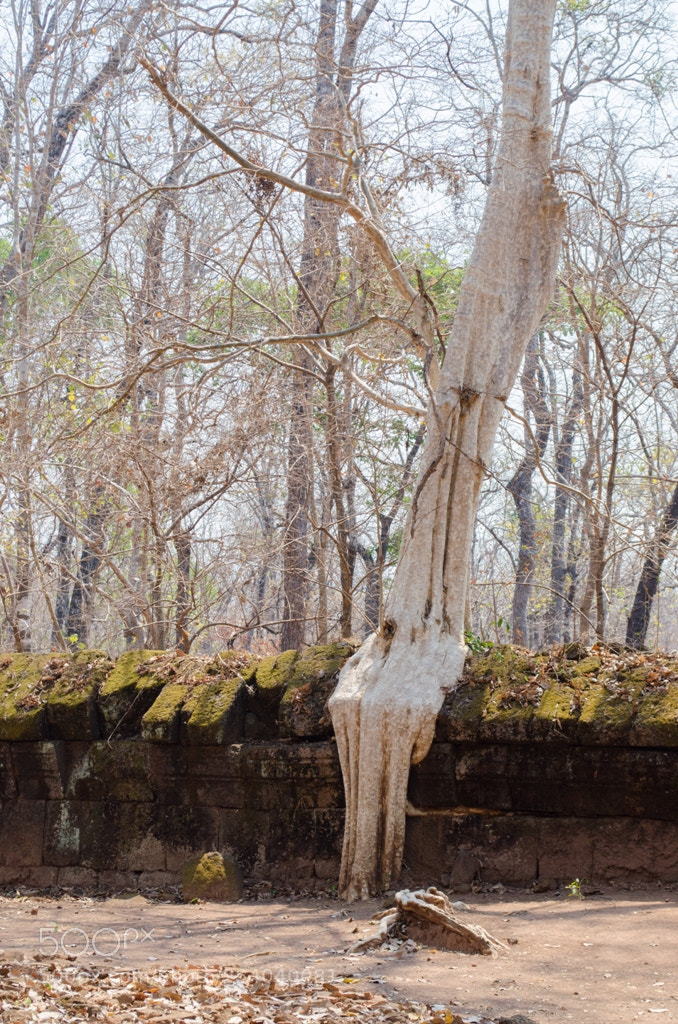 Nikon D5100 sample photo. Untitled photography