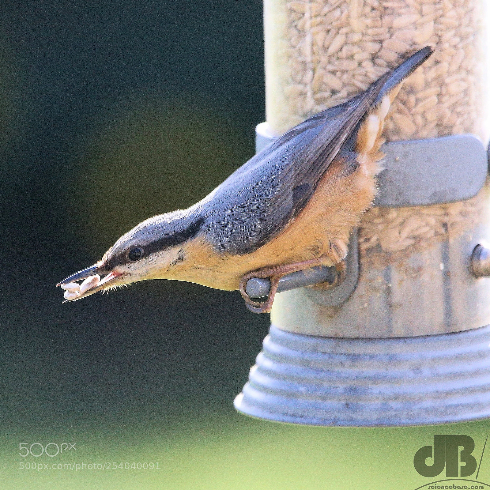 Canon EOS 6D sample photo. Pilfering nuthatch photography