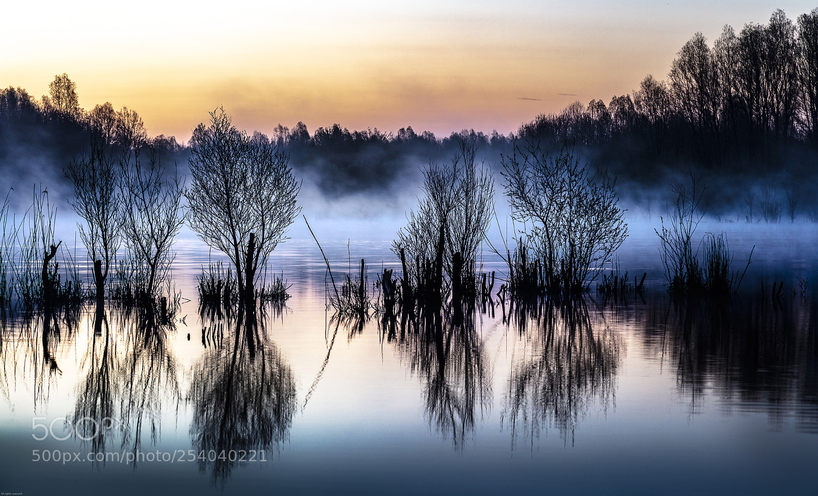 Canon EOS 5DS R sample photo. Tree reflection photography