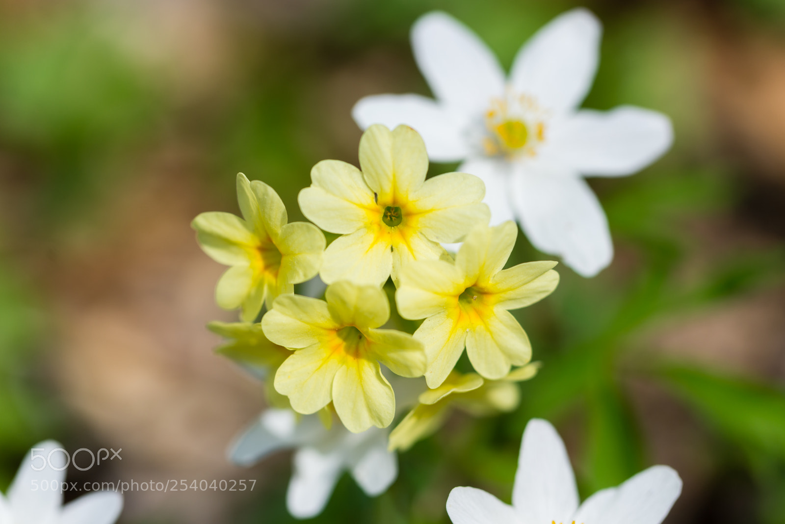 Nikon D610 sample photo. Primev re du printemps photography