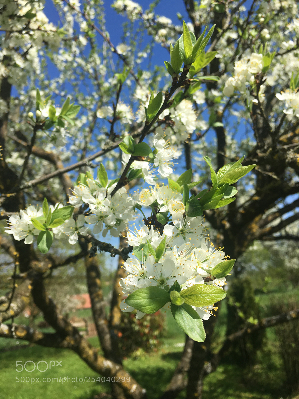 Apple iPhone 6s sample photo. Flowers photography