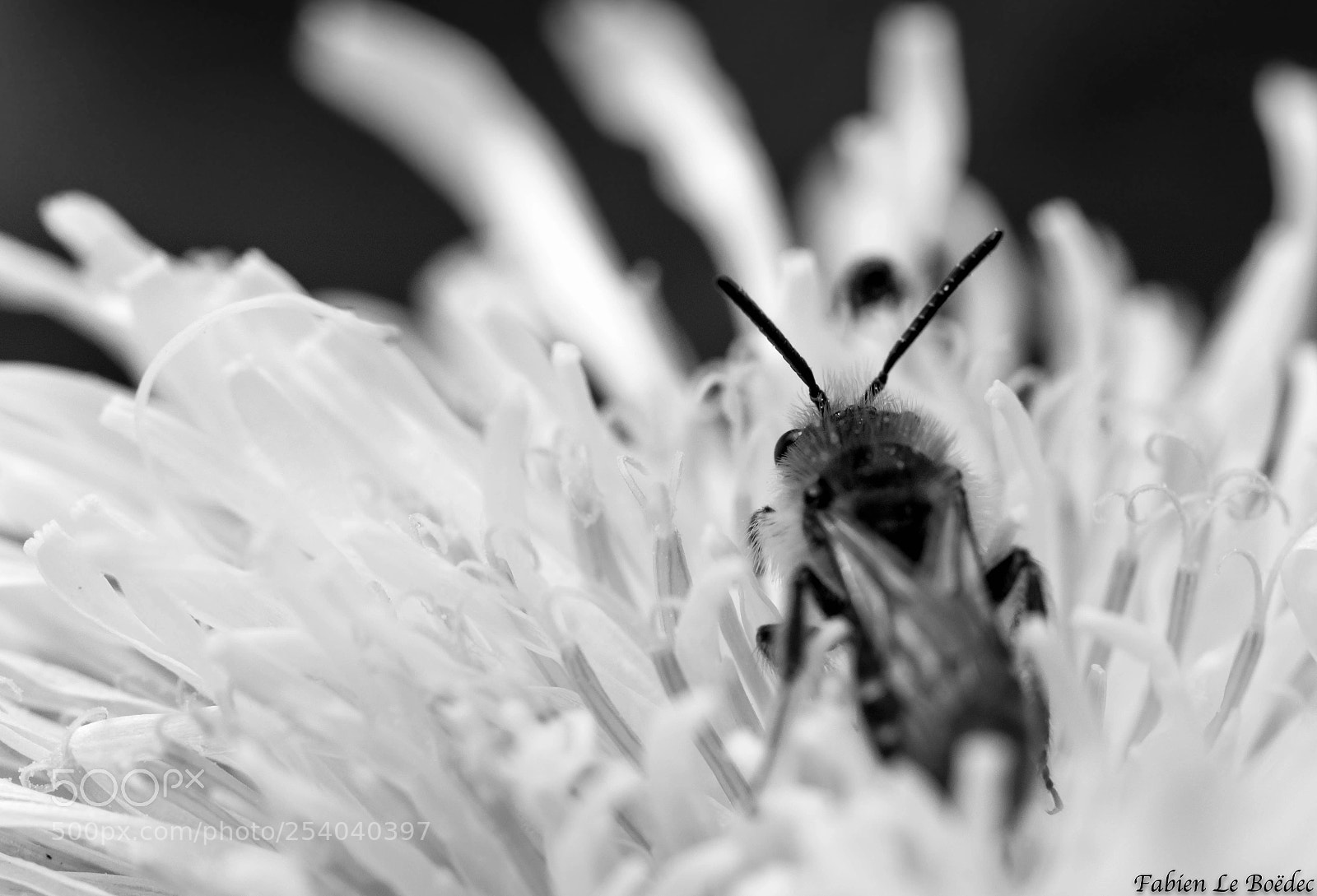 Nikon D7100 sample photo. Bee b&w photography
