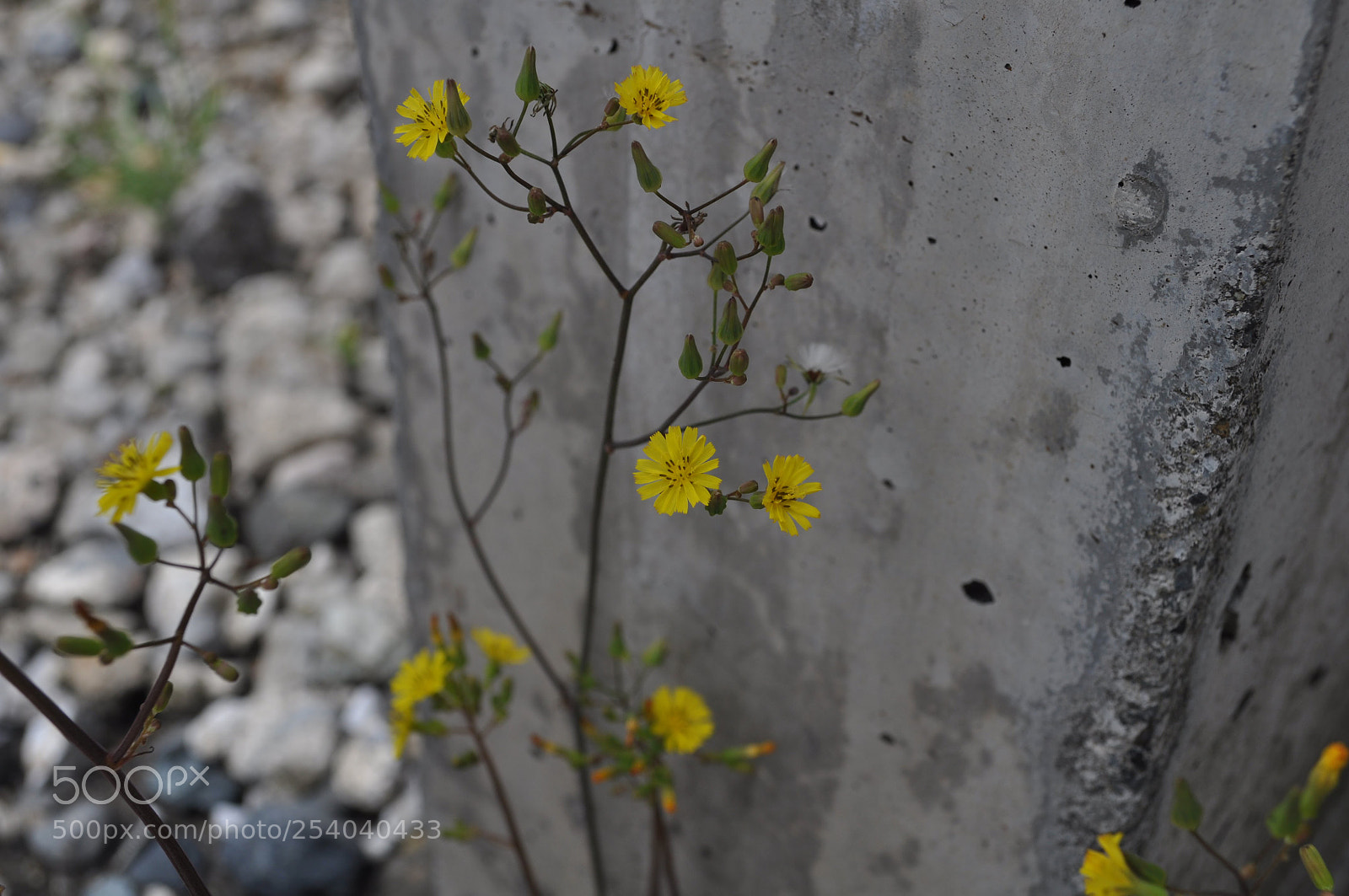 Nikon D5000 sample photo. Untitled photography