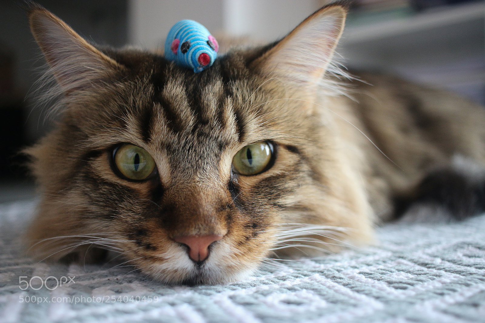 Canon EOS 70D sample photo. So tired... photography