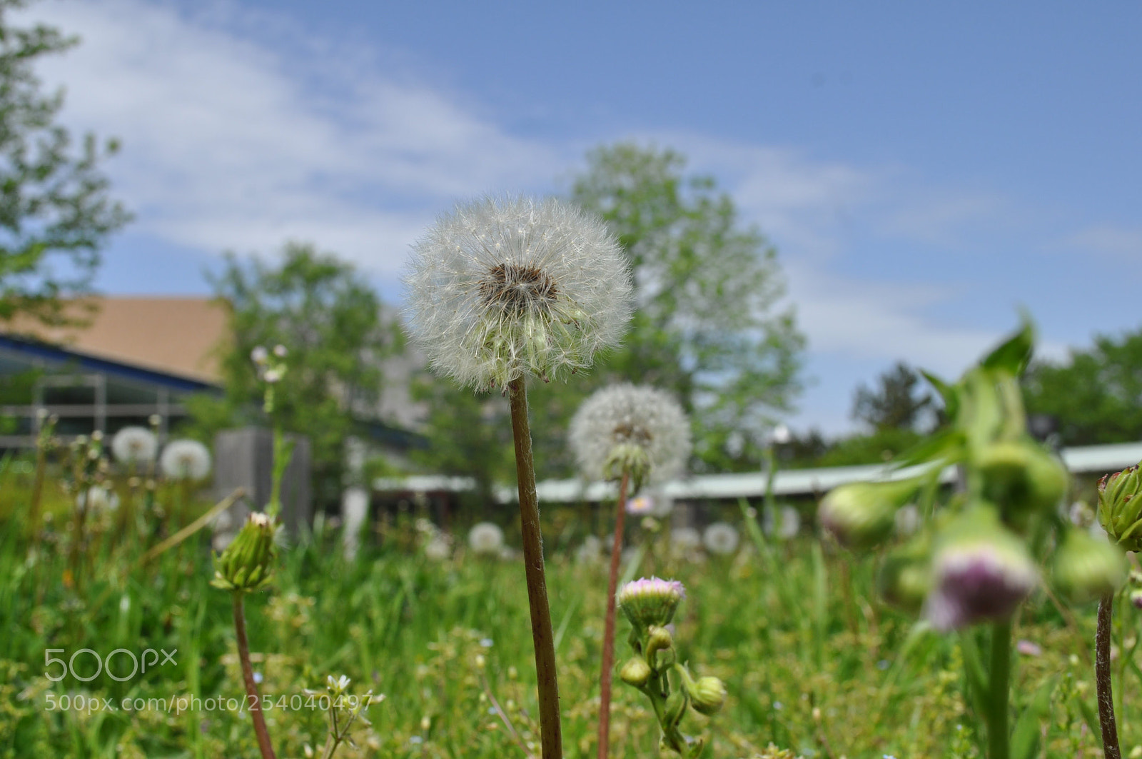 Nikon D5000 sample photo. Untitled photography