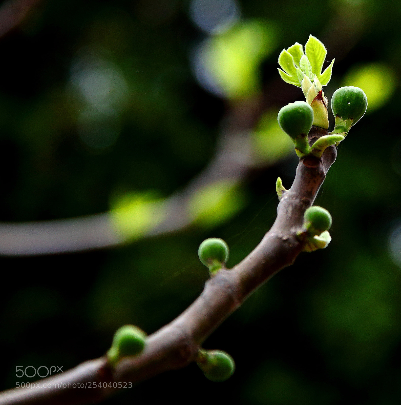 Canon EF 24-105mm F4L IS USM sample photo. Figs photography