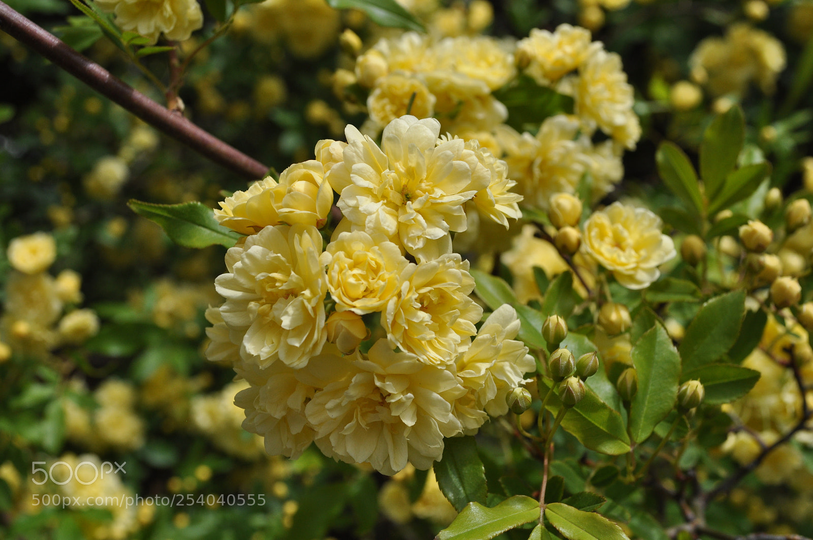 Nikon D5000 sample photo. Untitled photography