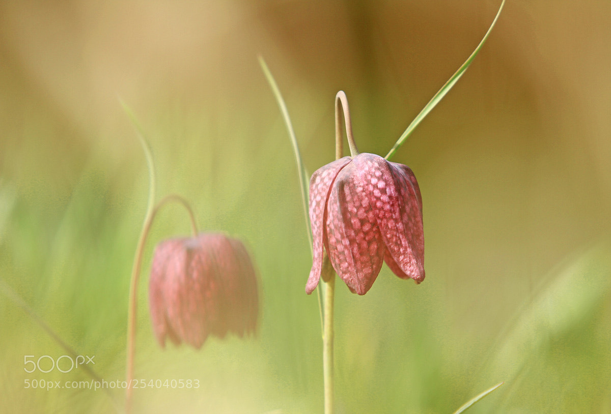 Canon EOS 7D sample photo. Fritillaria kievitsbloem photography