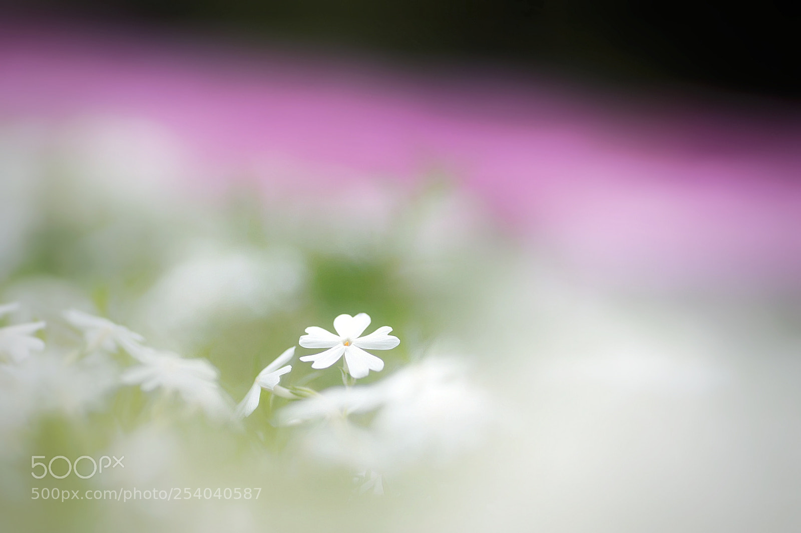 Canon EOS 6D Mark II sample photo. 春の妖精。 photography