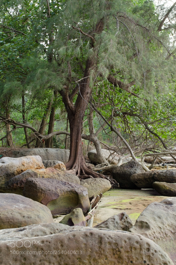 Nikon D5100 sample photo. Untitled photography