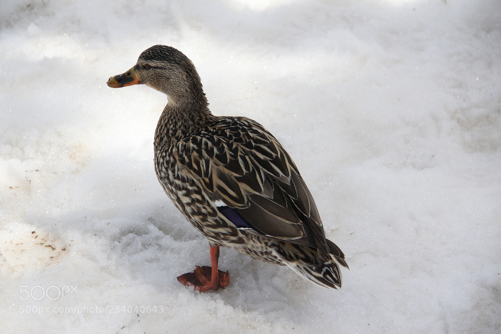 Canon EF-S 18-135mm F3.5-5.6 IS sample photo. Duck photography