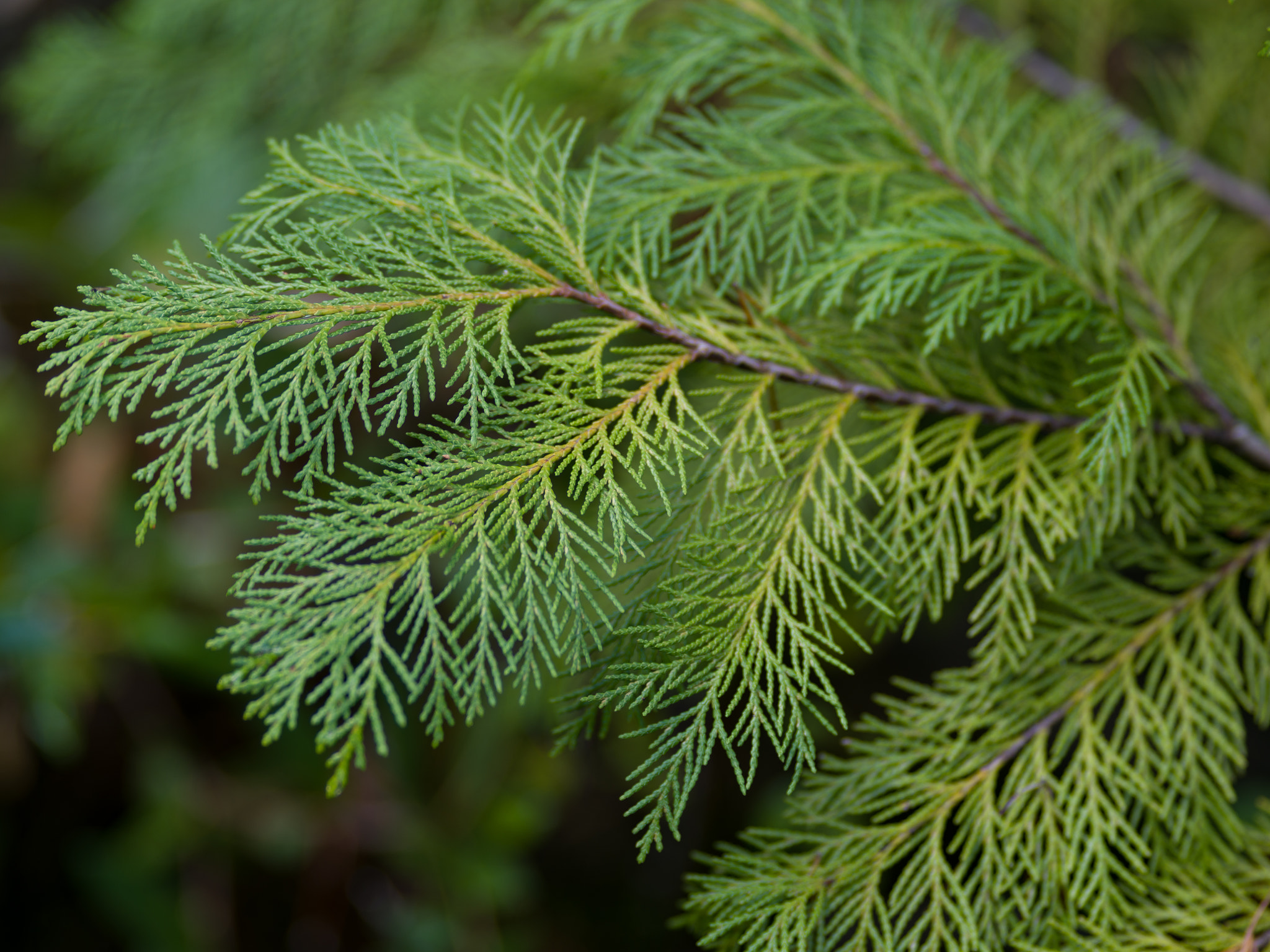 Pentax 645Z sample photo. Port orford cedar photography
