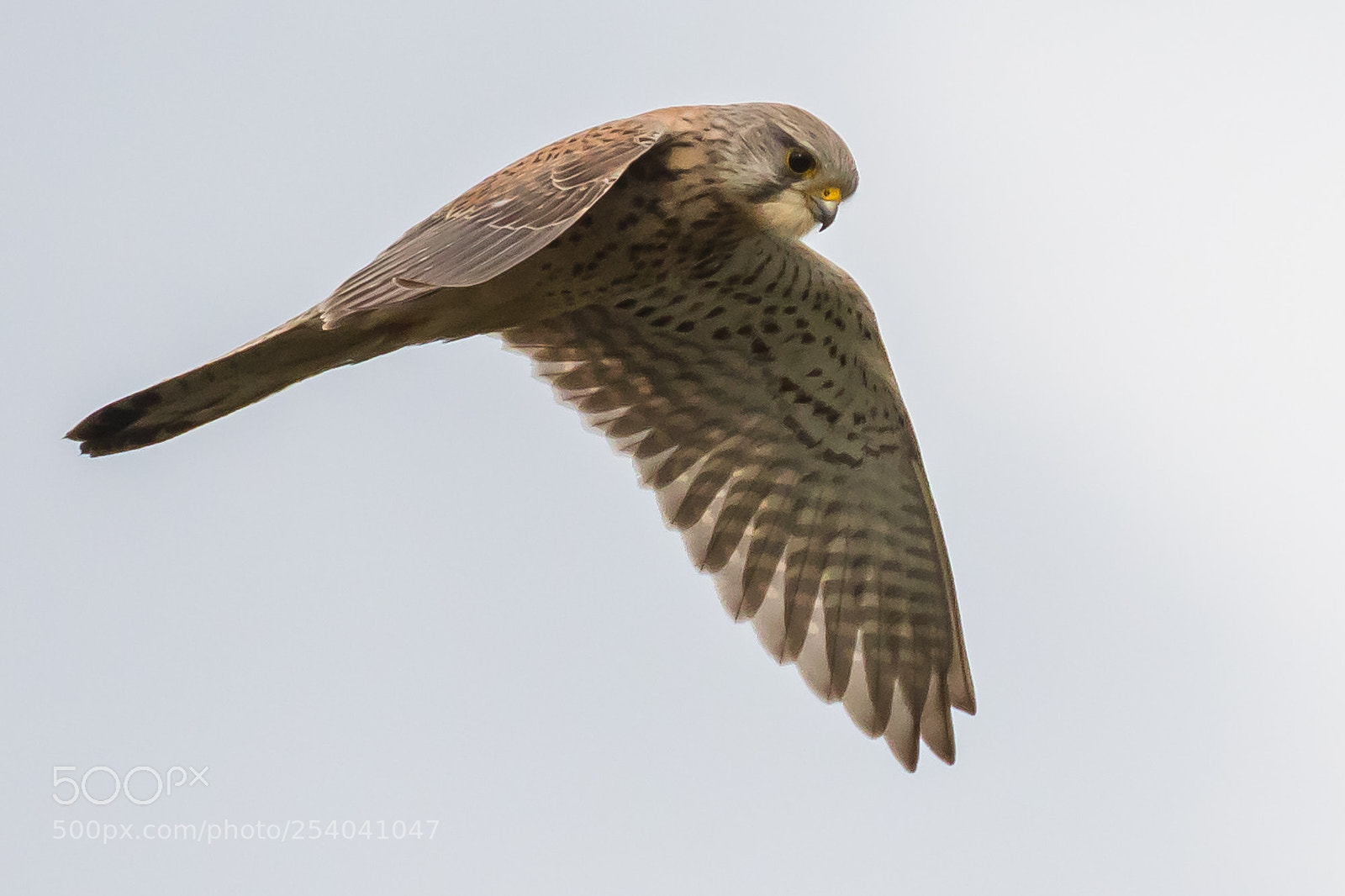 Canon EOS 7D Mark II sample photo. Hovering kestrel photography