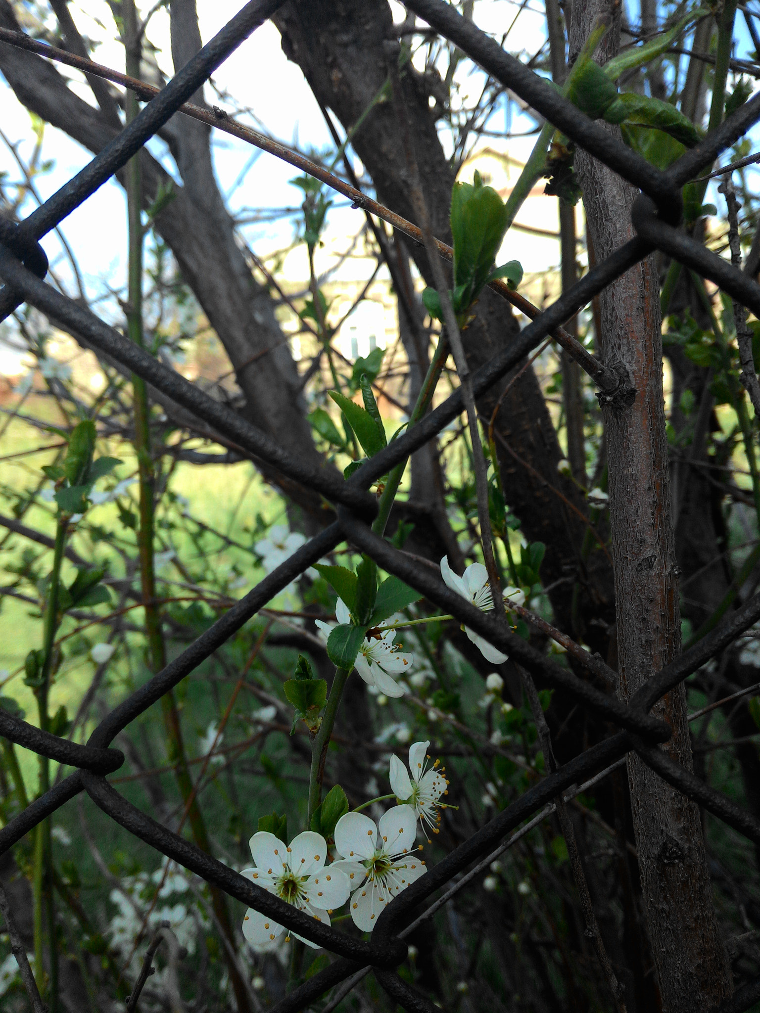 ASUS Z002 sample photo. Wild plum flowers) photography