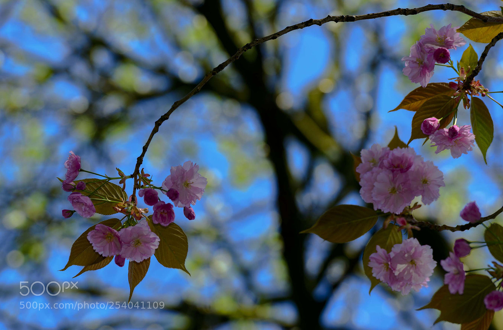 Nikon D800 sample photo. Blossom photography