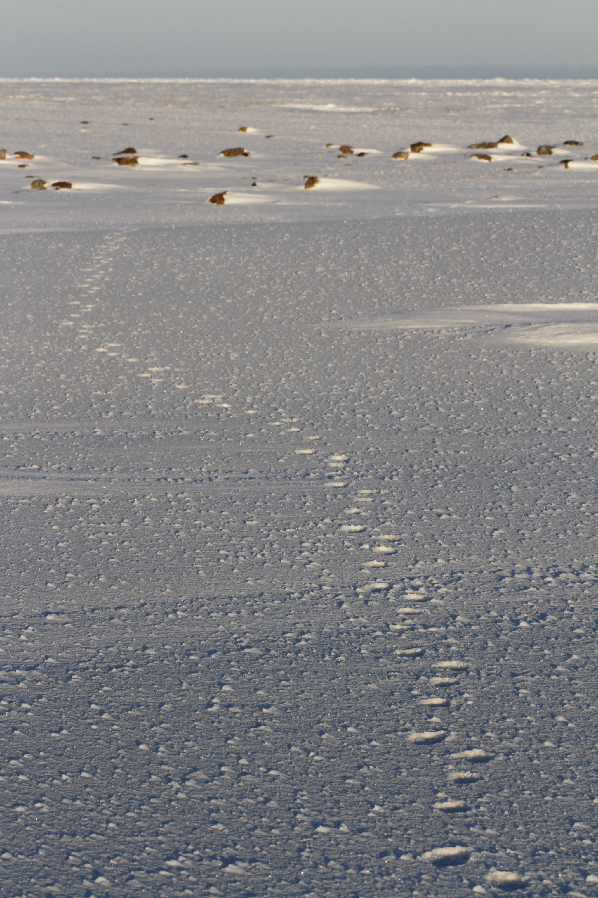 Canon EOS 7D + Canon EF 100mm F2.8L Macro IS USM sample photo. Fox paw prints or tracks in snow photography