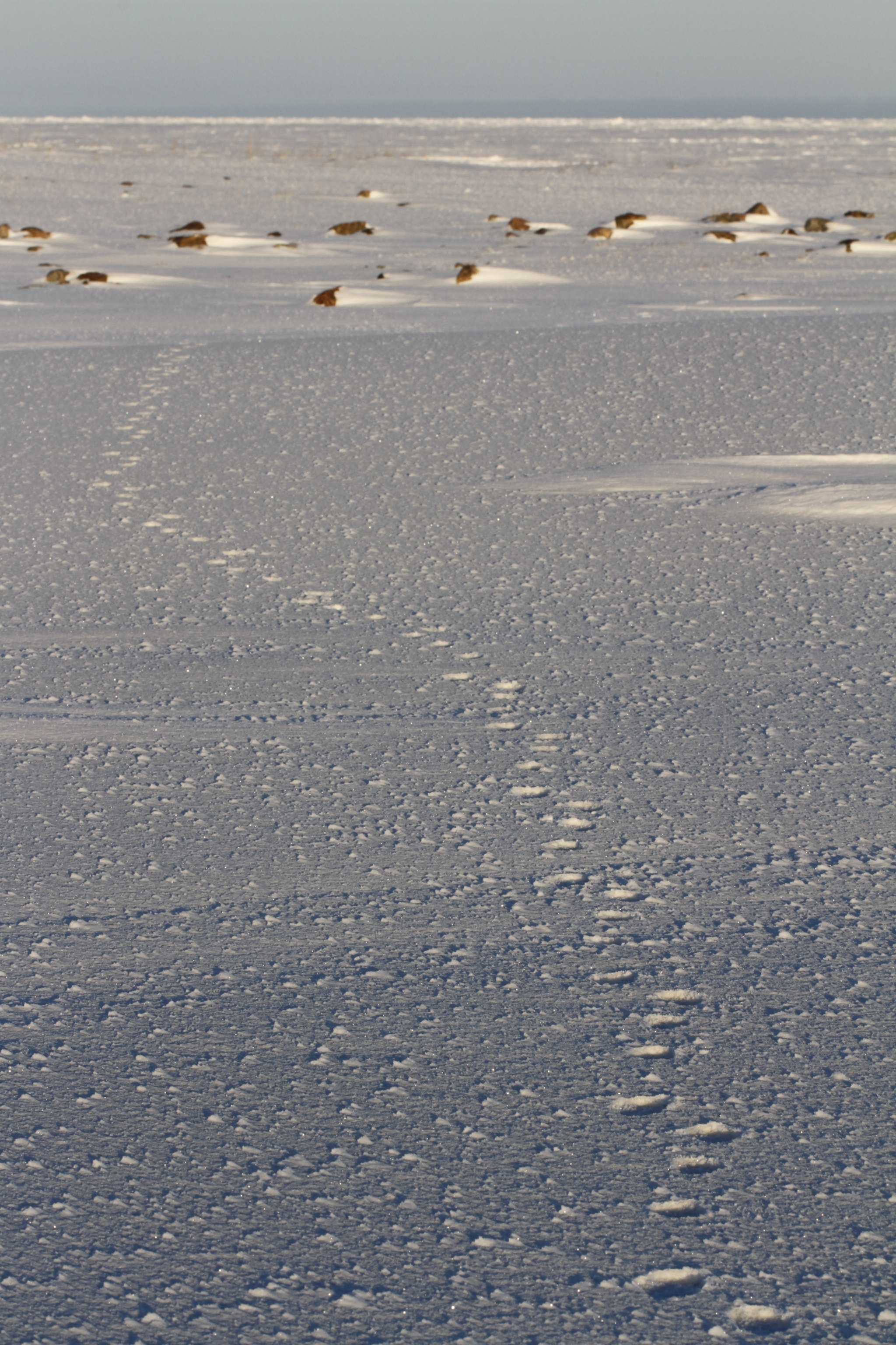 Canon EF 100mm F2.8L Macro IS USM sample photo. Fox paw prints or tracks in snow photography