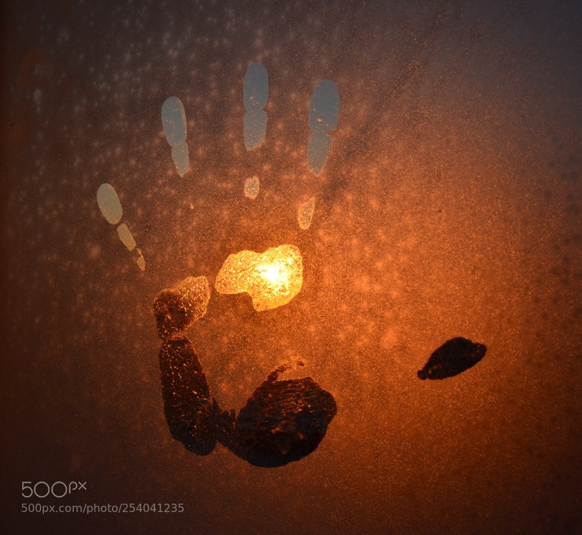 Nikon D5100 sample photo. Untitled photography
