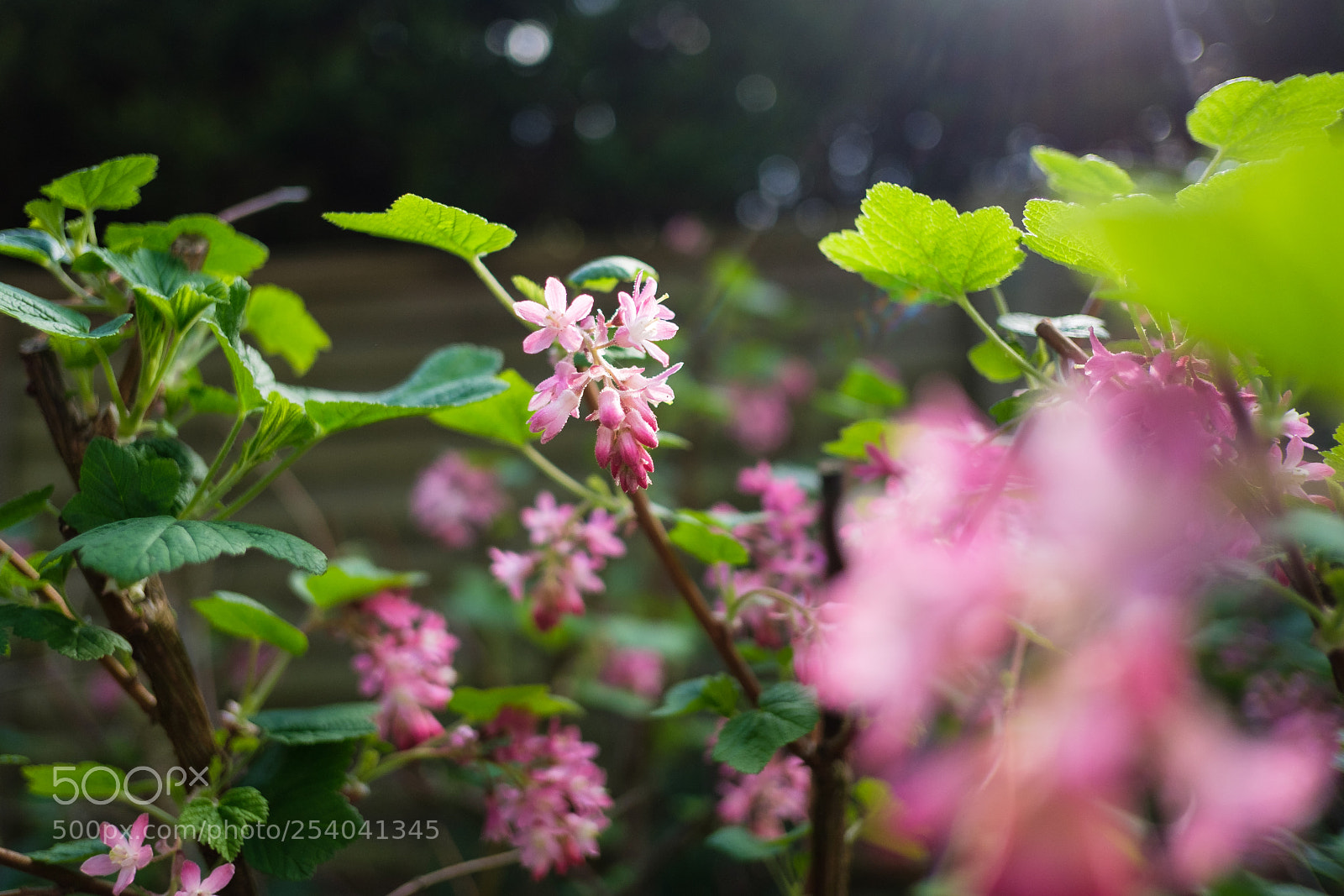 Fujifilm X-T20 sample photo. Dscf photography