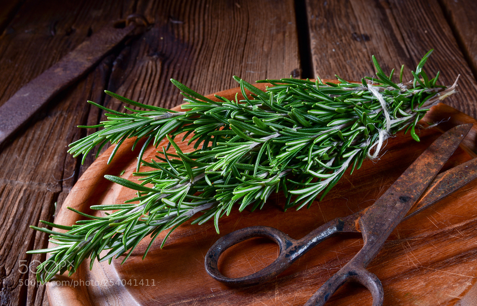 Nikon D810 sample photo. Rosmarin (rosmarinus officinalis) photography