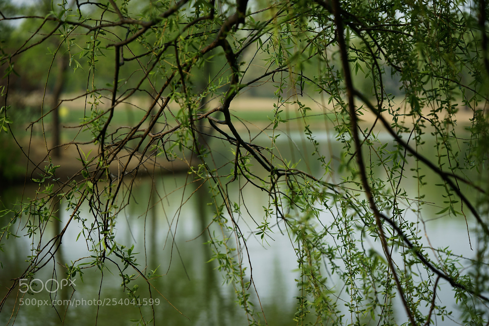 Sony a7 II sample photo. Untitled photography