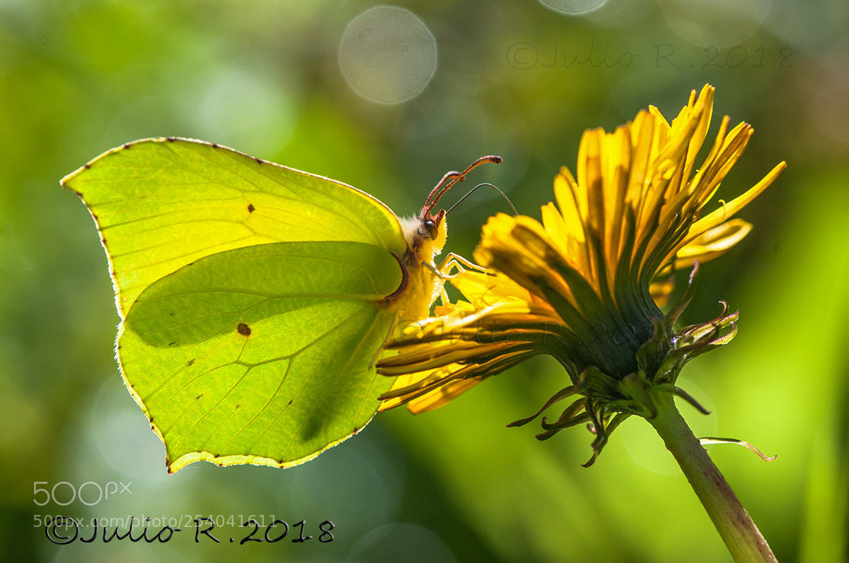 Nikon D300S sample photo. "gonepteryx cleopatra" photography